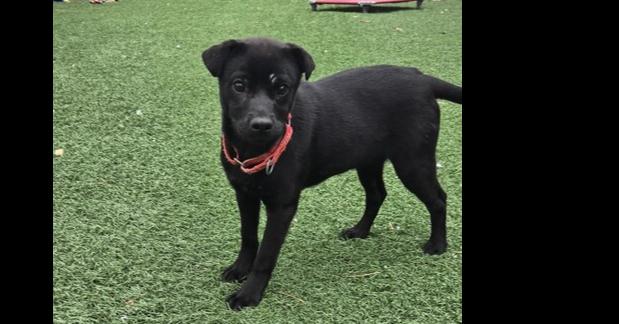 Keebler, Adoptable, Puppy Female Mixed Breed.