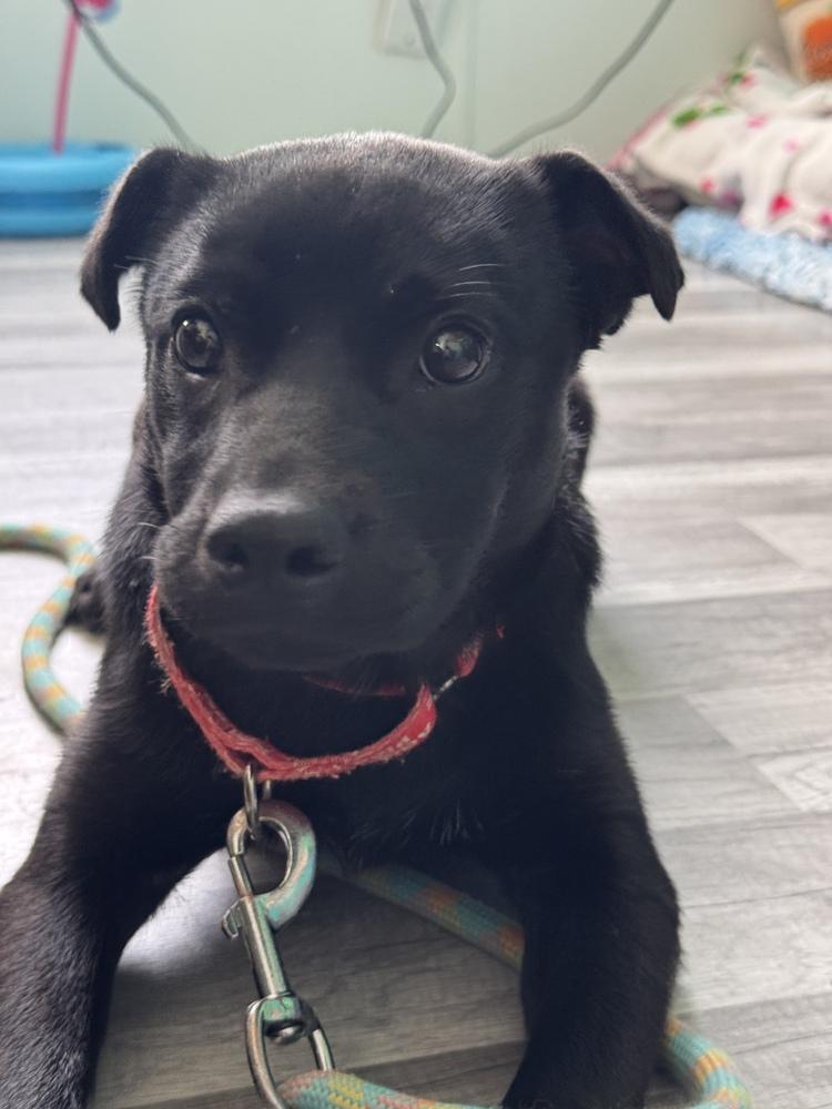 Enlarge Keebler, a Adoptable mixed breed in Papillion, NE image 2/2