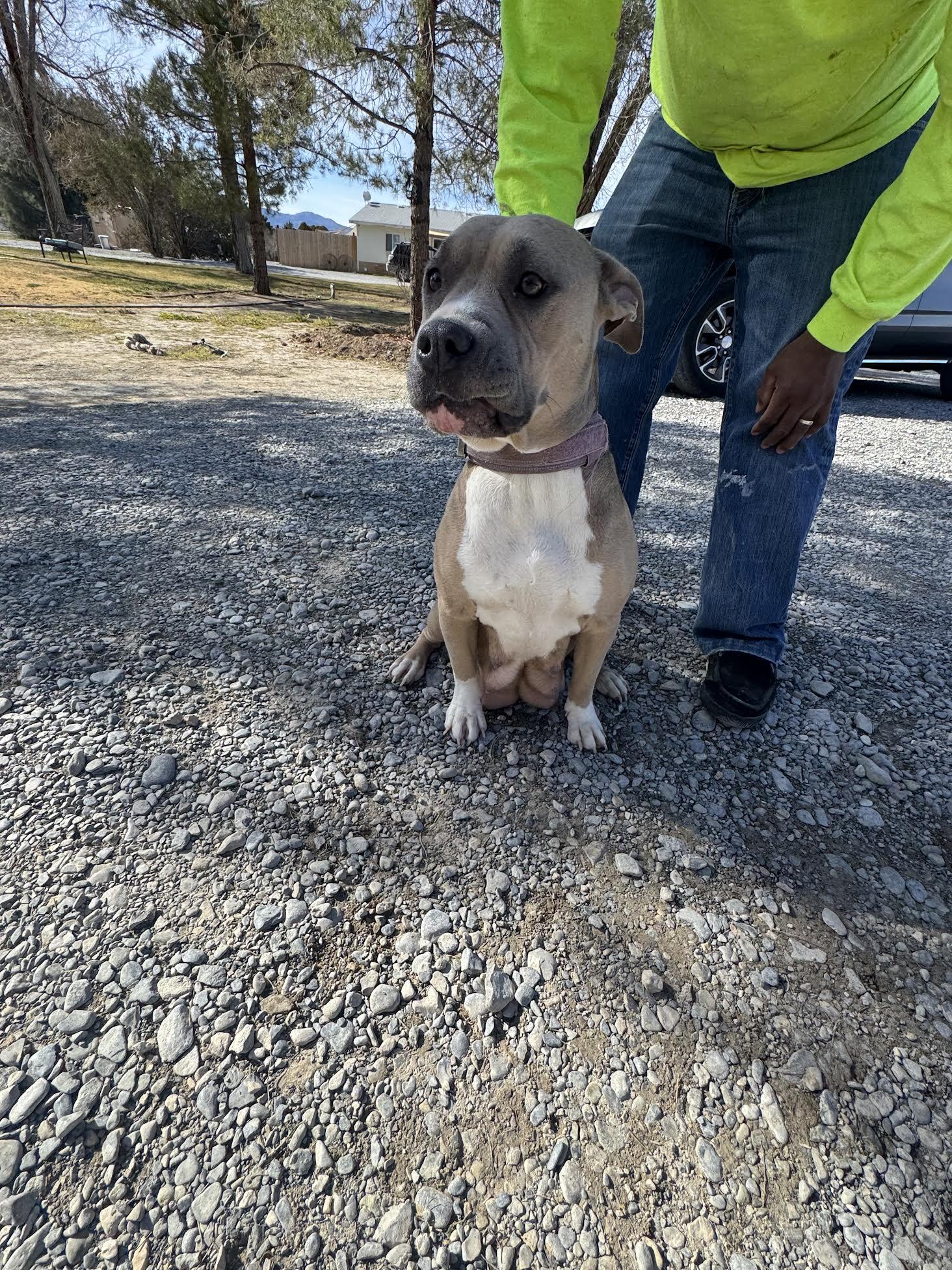 Enlarge Maxin, a ADOPTABLE mixed breed in Las Vegas, NV image 1/2