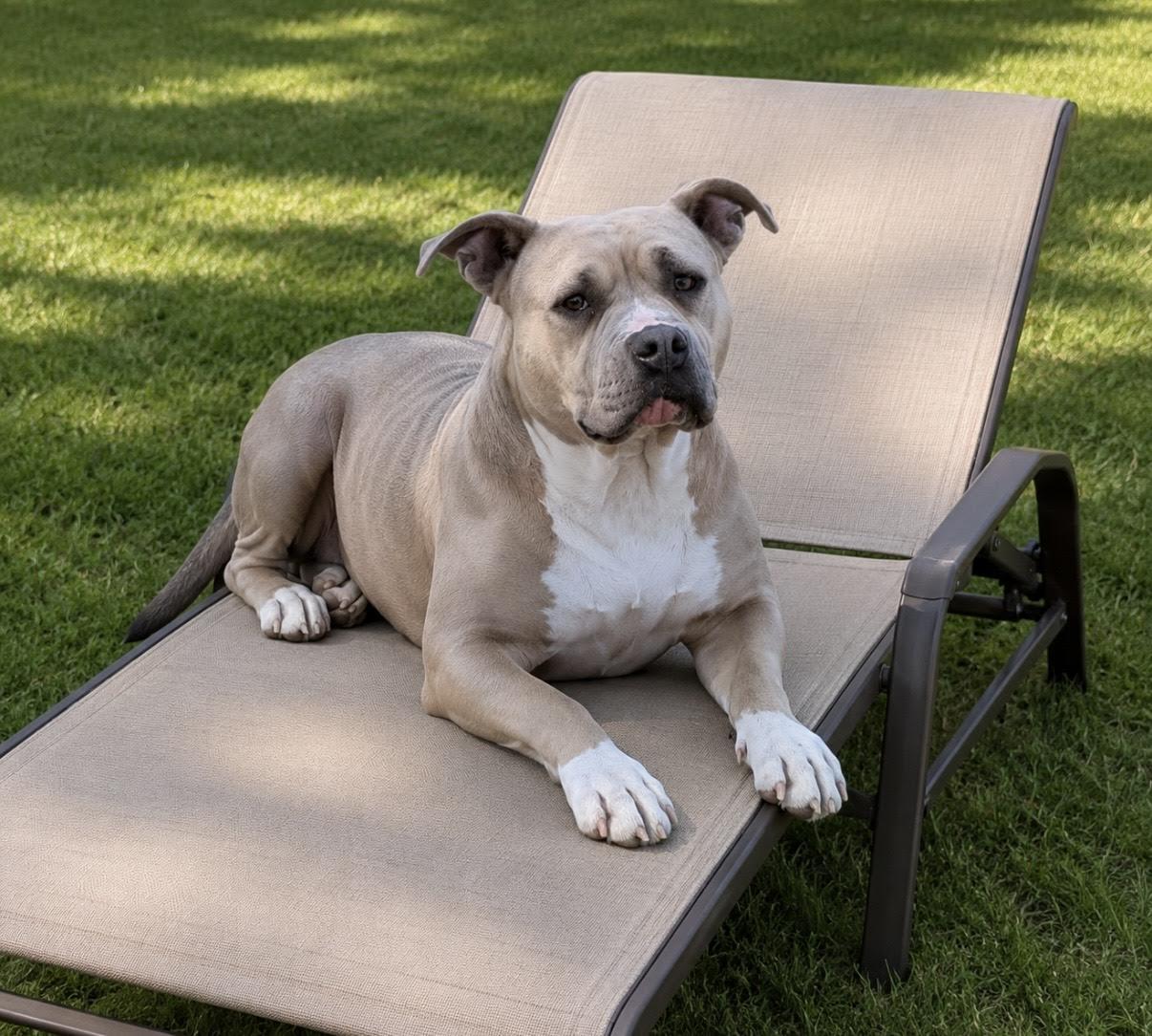 Maxin, a ADOPTABLE mixed breed in Las Vegas, NV image 1/2