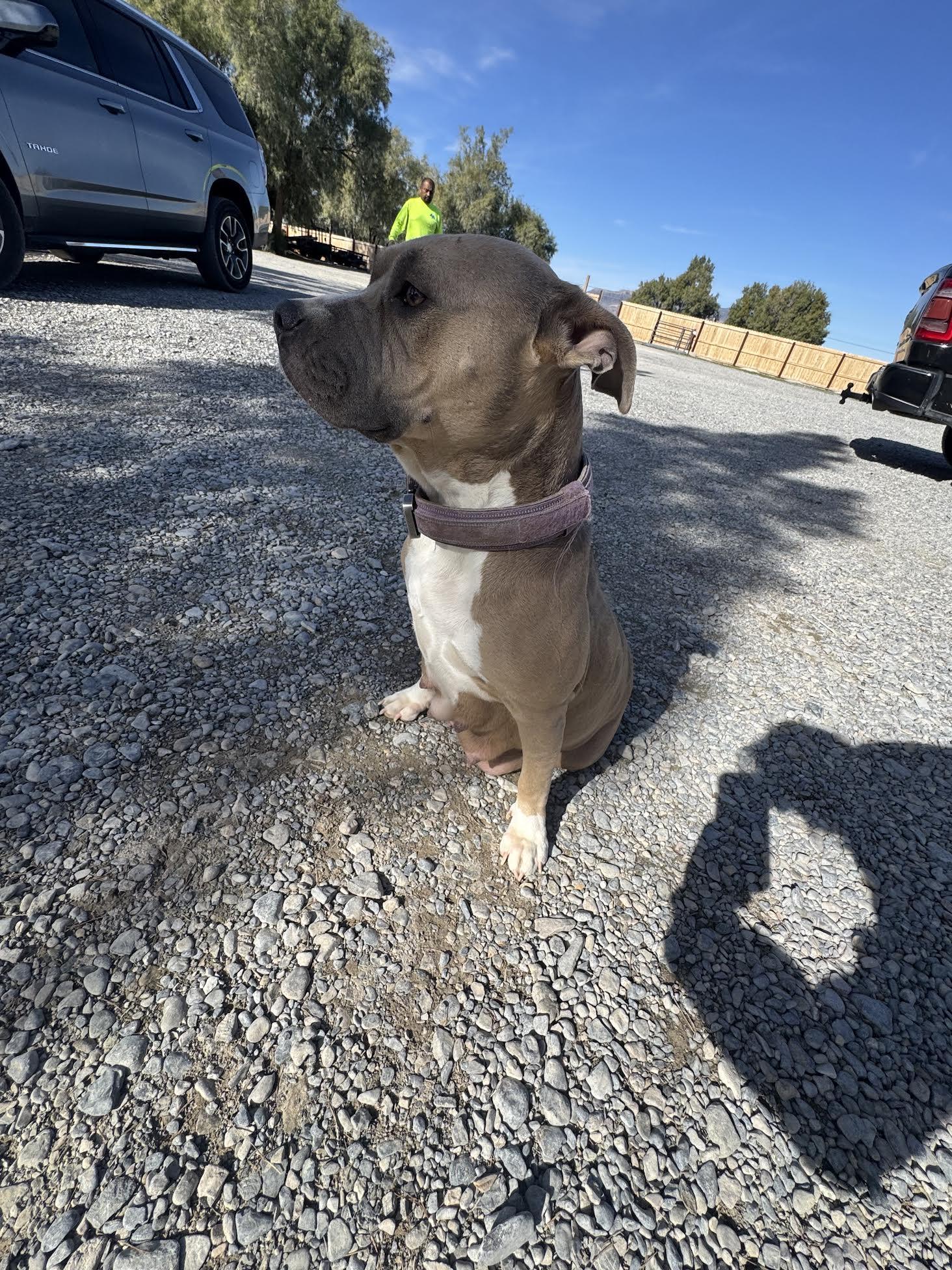 Enlarge Maxin, a ADOPTABLE mixed breed in Las Vegas, NV image 2/2