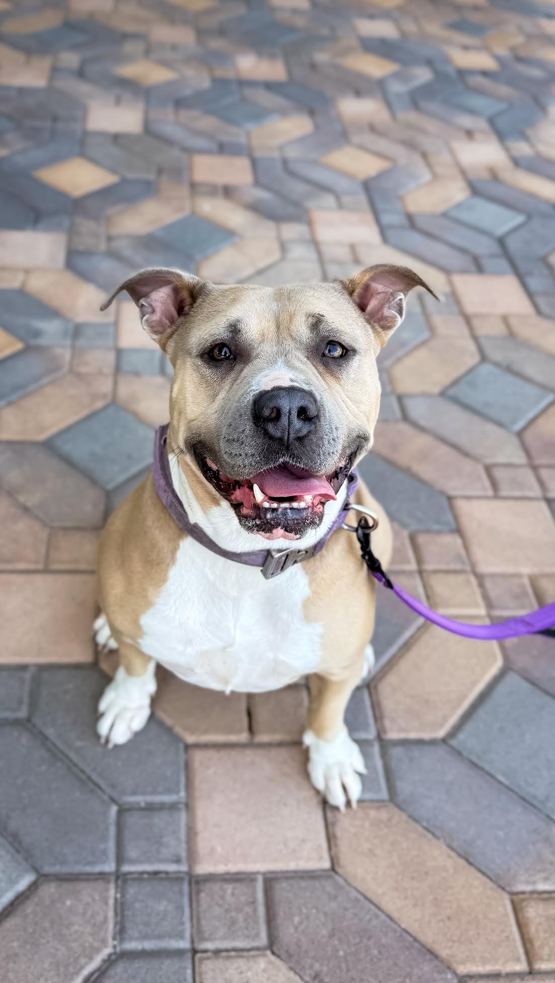 Enlarge Maxin, a ADOPTABLE mixed breed in Las Vegas, NV image 1/3