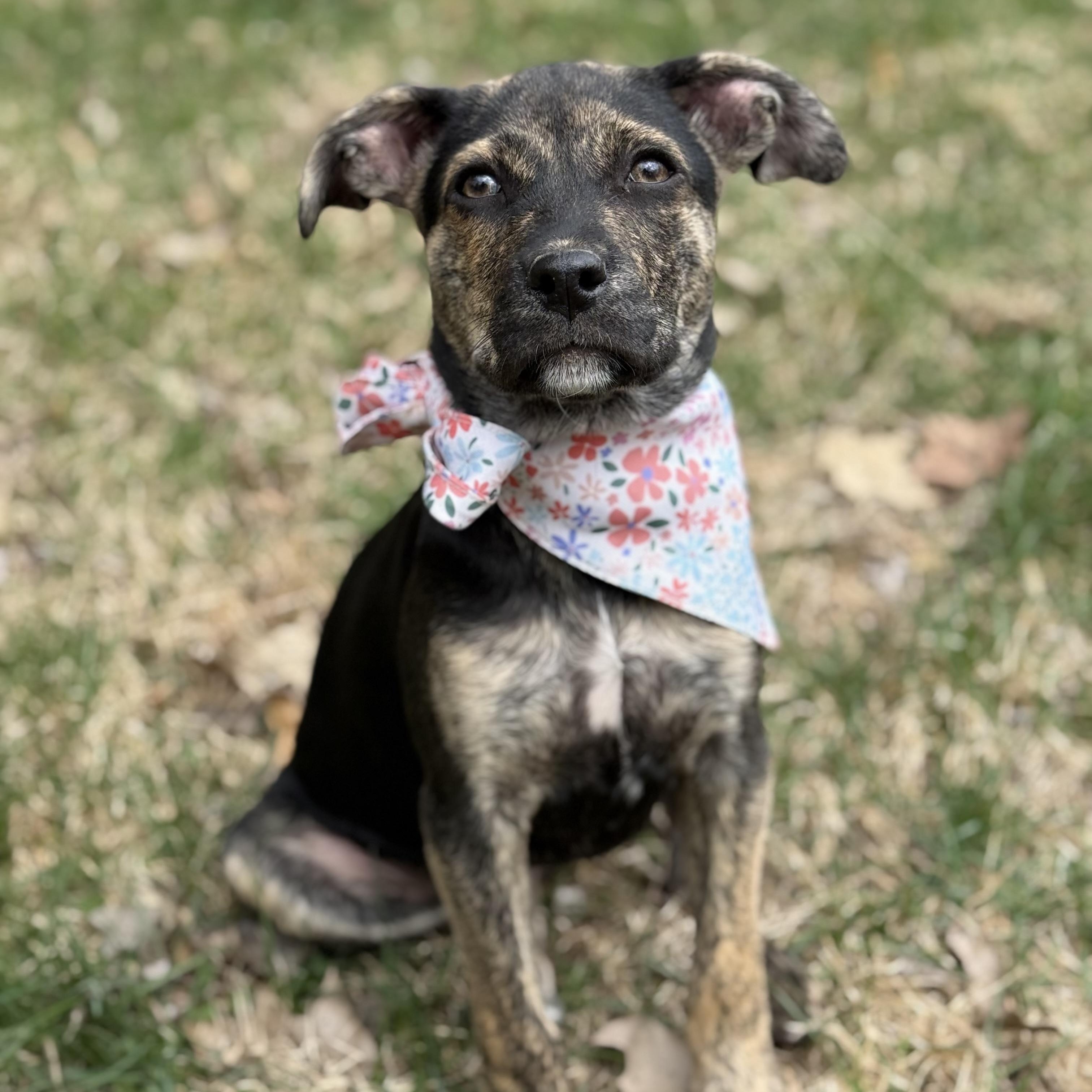 Enlarge Pippa, a Adoptable mixed breed in DeKalb, IL image 1/6