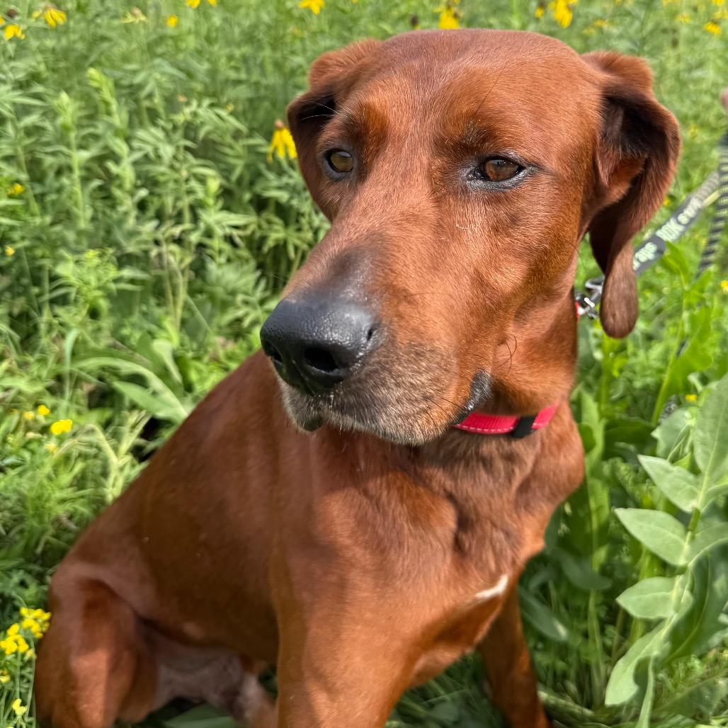 Red $400, Adoptable, Adult Male Redbone Coonhound.