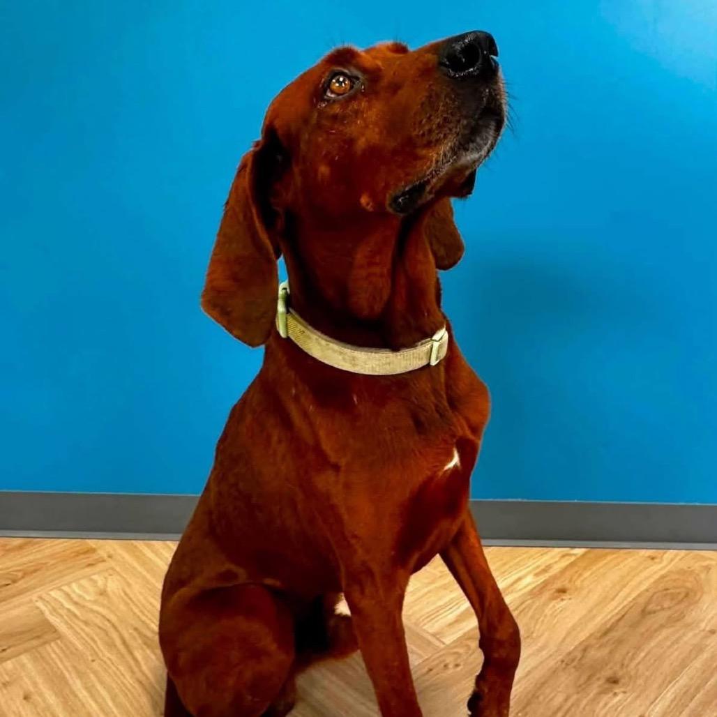 Enlarge Red $400, a Adoptable Redbone Coonhound in Milwaukee, WI image 2/6