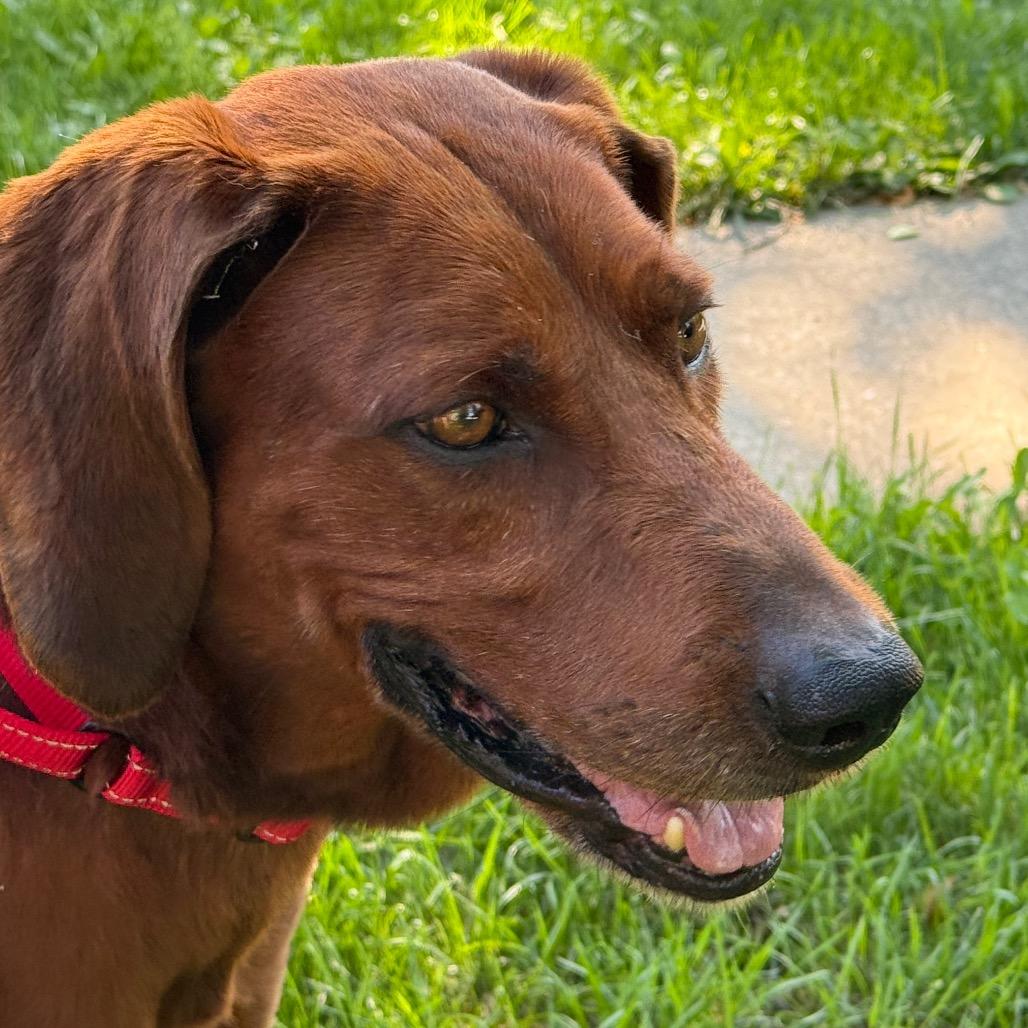 Enlarge Red $400, a Adoptable Redbone Coonhound in Milwaukee, WI image 3/6