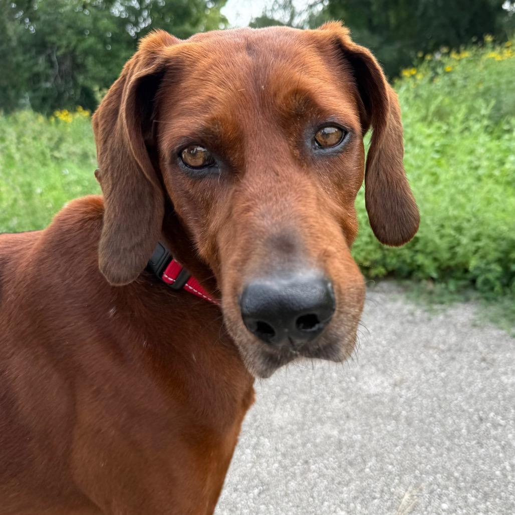 Enlarge Red $400, a Adoptable Redbone Coonhound in Milwaukee, WI image 4/6