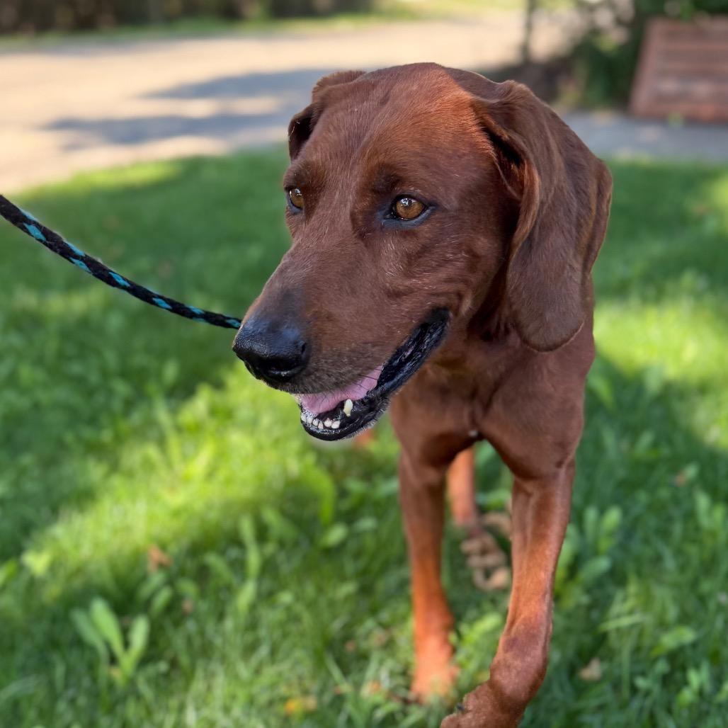 Enlarge Red $400, a Adoptable Redbone Coonhound in Milwaukee, WI image 5/6