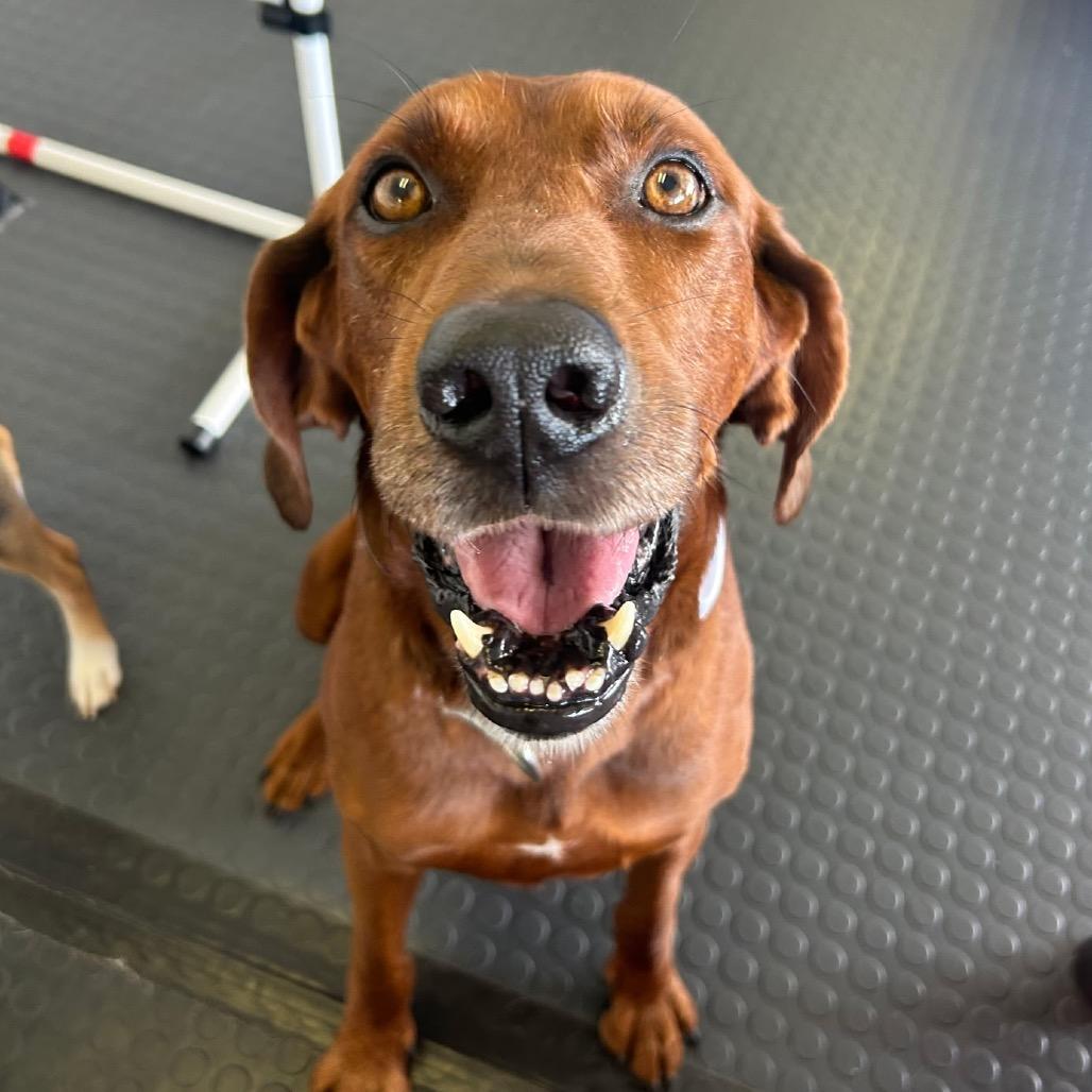 Enlarge Red $400, a Adoptable Redbone Coonhound in Milwaukee, WI image 6/6