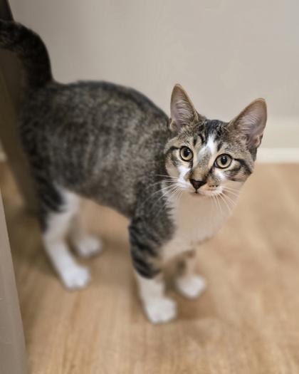 Flint, Adoptable, Kitten Male Domestic Short Hair.