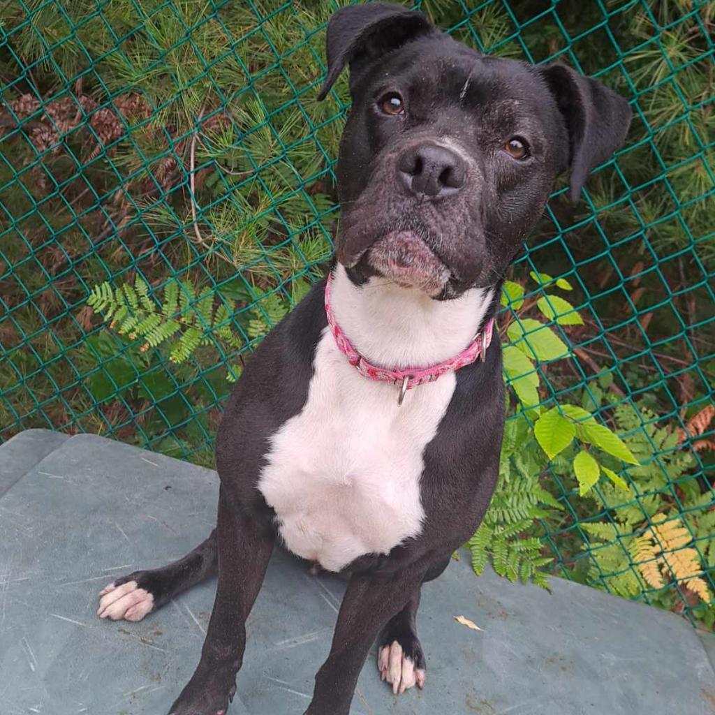 Zeta, a Adoptable mixed breed in Conway, NH image 1/6