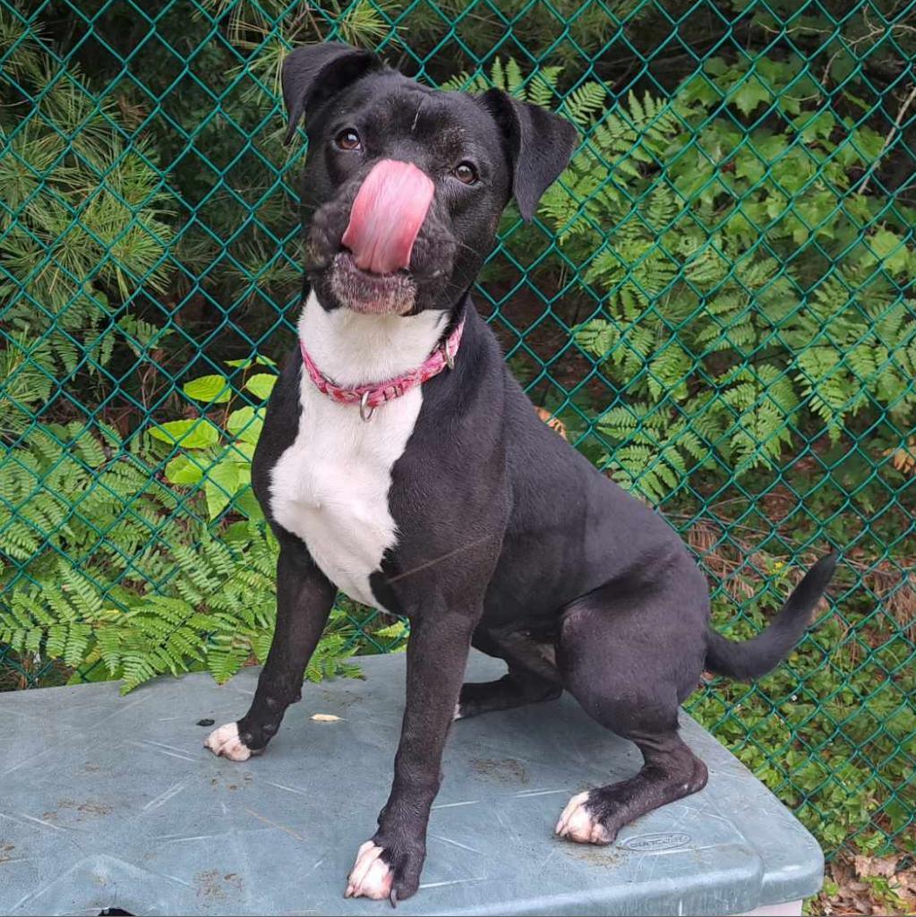 Zeta, a Adoptable mixed breed in Conway, NH image 2/6