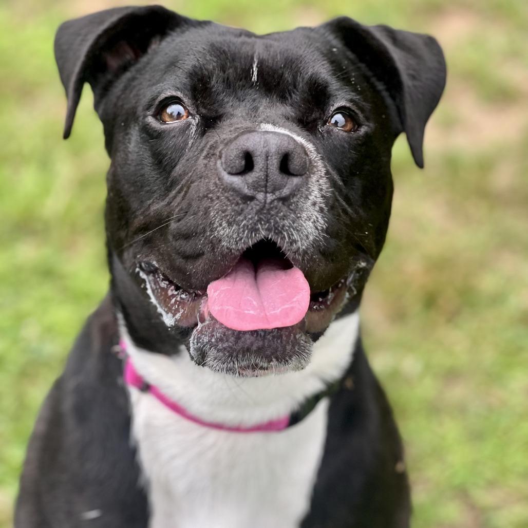 Zeta, a Adoptable mixed breed in Conway, NH image 3/6