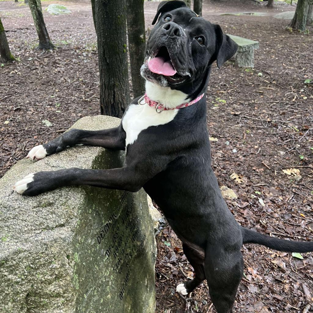 Zeta, a Adoptable mixed breed in Conway, NH image 5/6