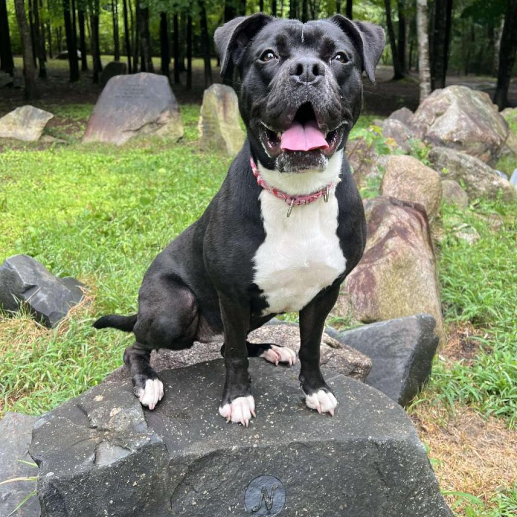 Zeta, a Adoptable mixed breed in Conway, NH image 6/6