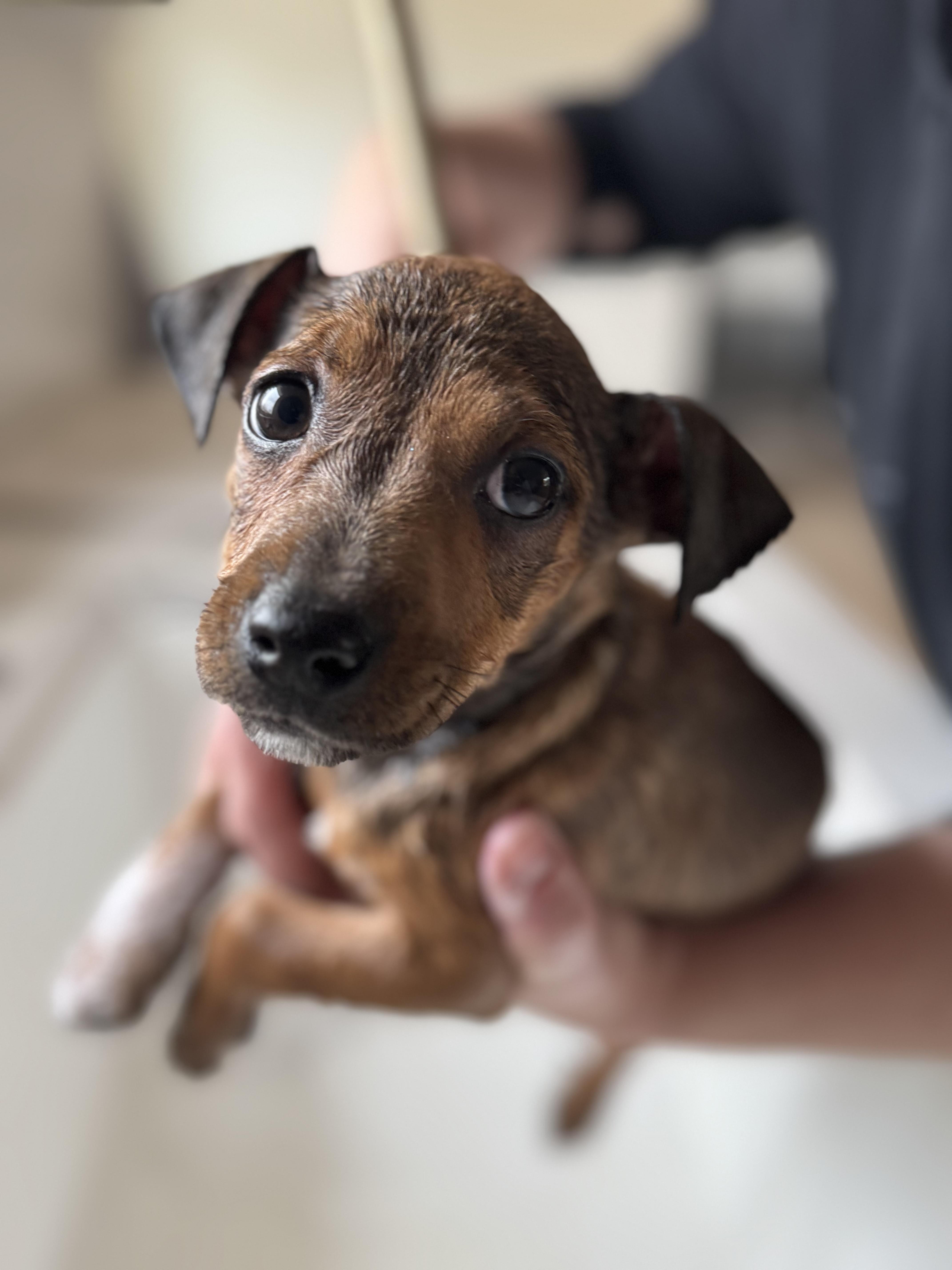 Enlarge Jelly Fish, a ADOPTABLE mixed breed in Cedarburg, WI image 4/6