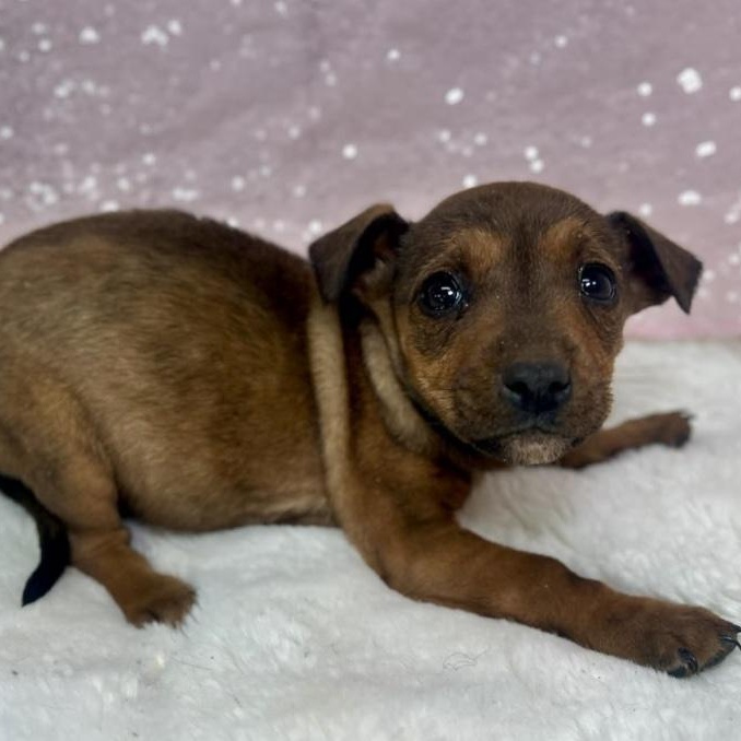 Enlarge Jelly Fish, a ADOPTABLE mixed breed in Cedarburg, WI image 6/6
