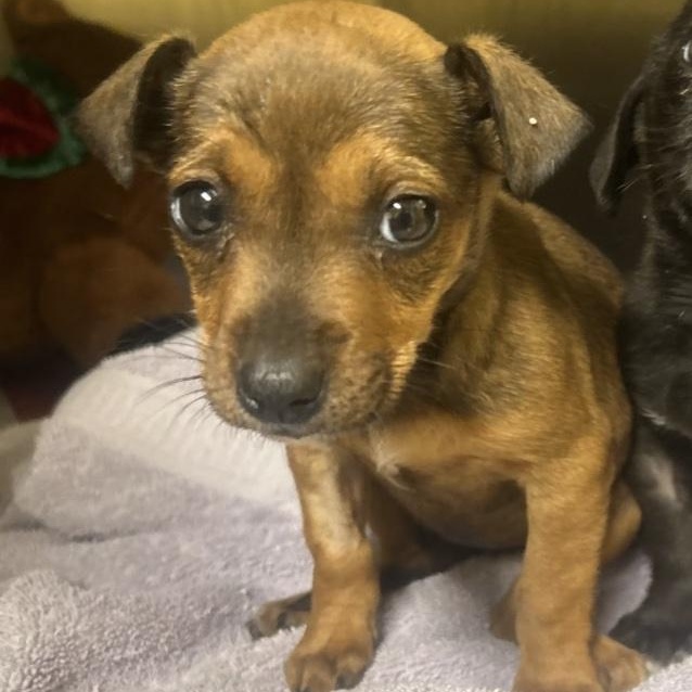 Jelly Fish, ADOPTABLE, Puppy Female Dachshund & Pit Bull Terrier.