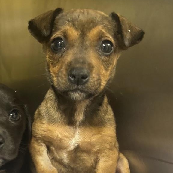 Enlarge Jelly Fish, a ADOPTABLE mixed breed in Cedarburg, WI image 2/6