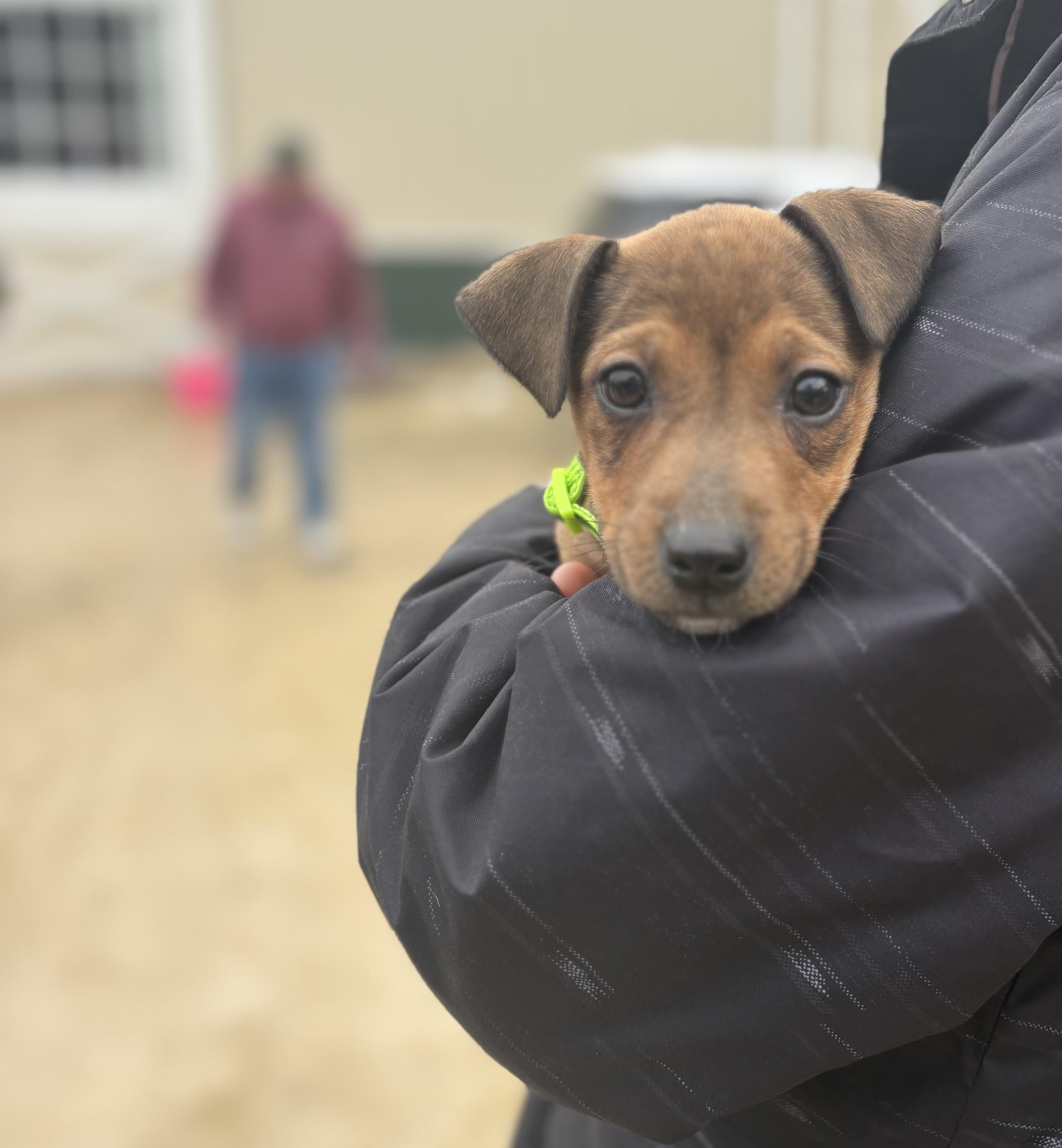 Enlarge Jelly Fish, a ADOPTABLE mixed breed in Cedarburg, WI image 3/6