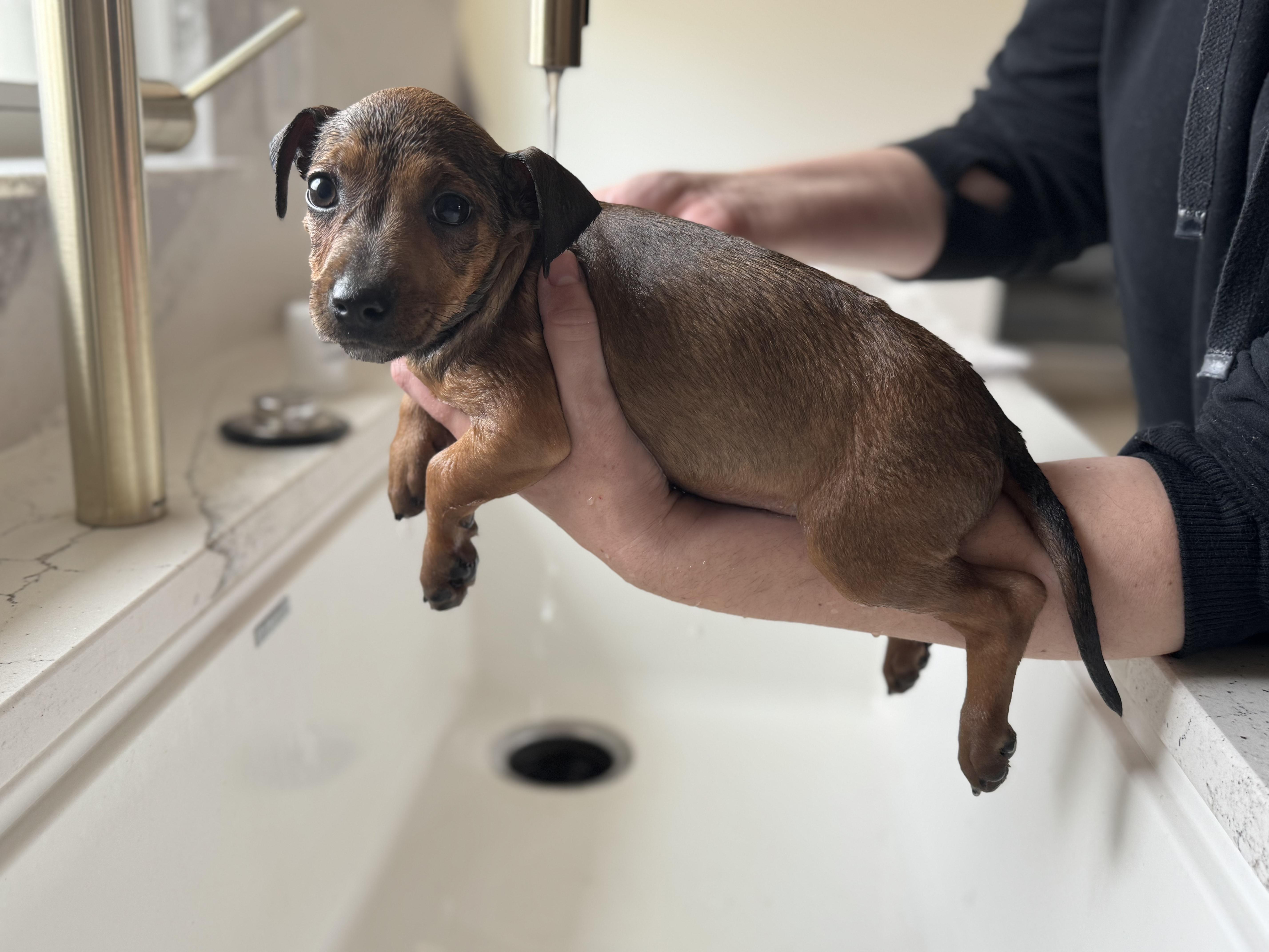 Enlarge Jelly Fish, a ADOPTABLE mixed breed in Cedarburg, WI image 5/6