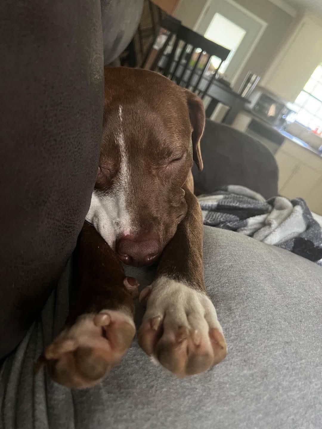 Maia, Adoptable, Adult Female Chocolate Labrador Retriever.