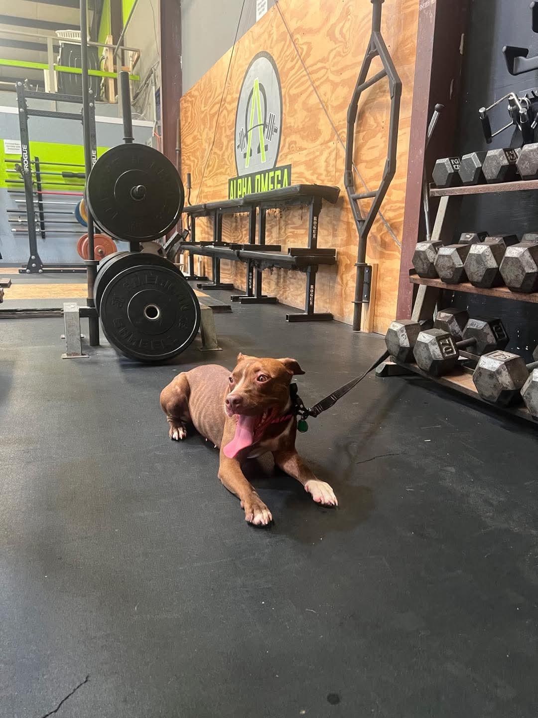 Enlarge Maia, a Adoptable mixed breed in PENSACOLA, FL image 6/6