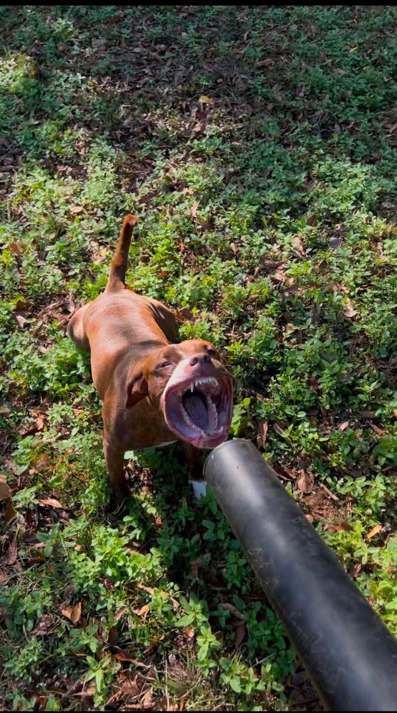 Enlarge Maia, a Adoptable mixed breed in PENSACOLA, FL image 3/6