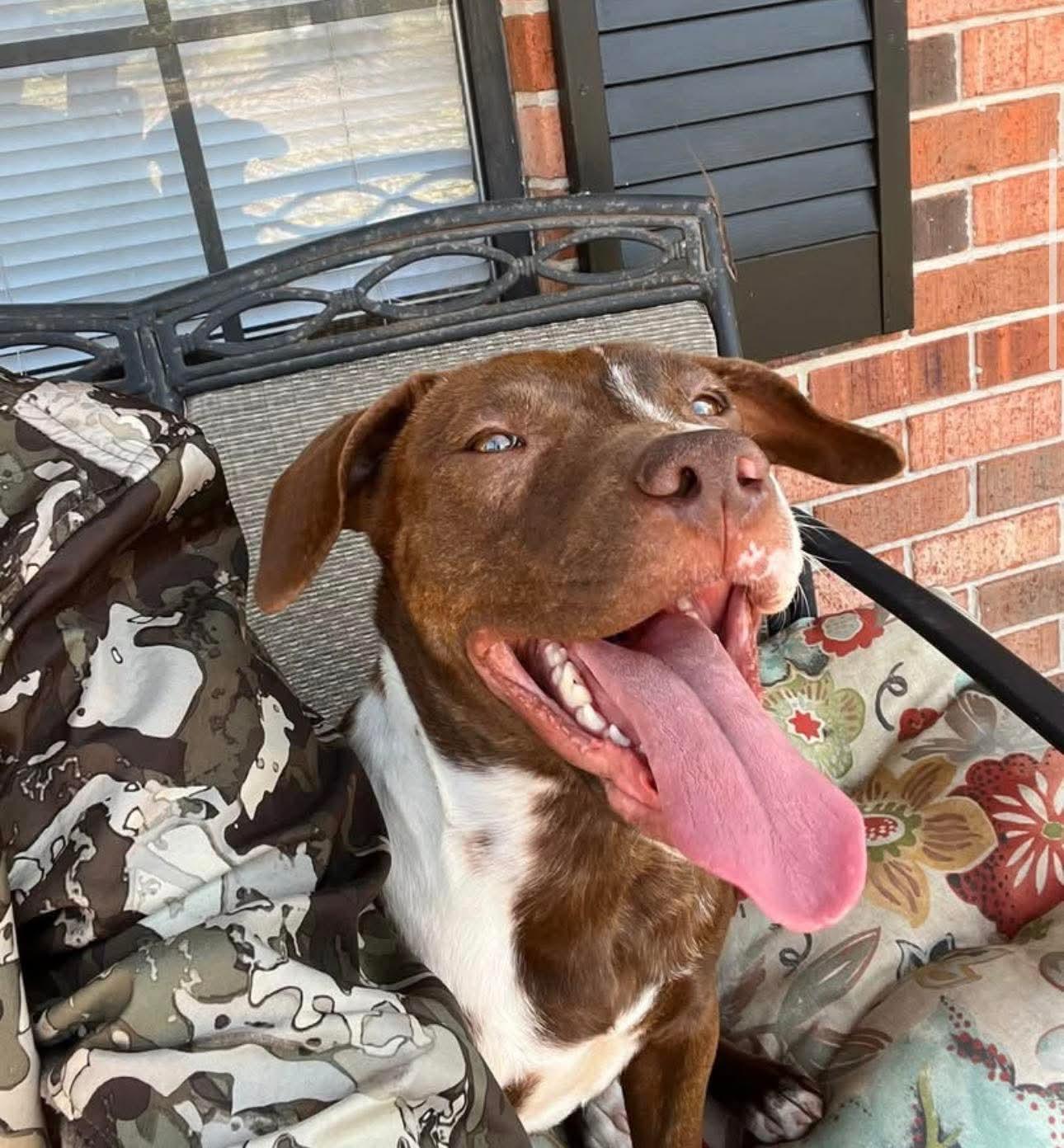 Enlarge Maia, a Adoptable mixed breed in PENSACOLA, FL image 2/6