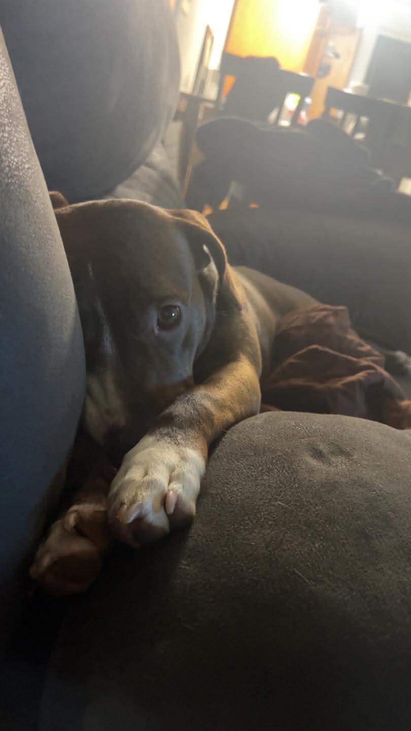 Enlarge Maia, a Adoptable mixed breed in PENSACOLA, FL image 4/6