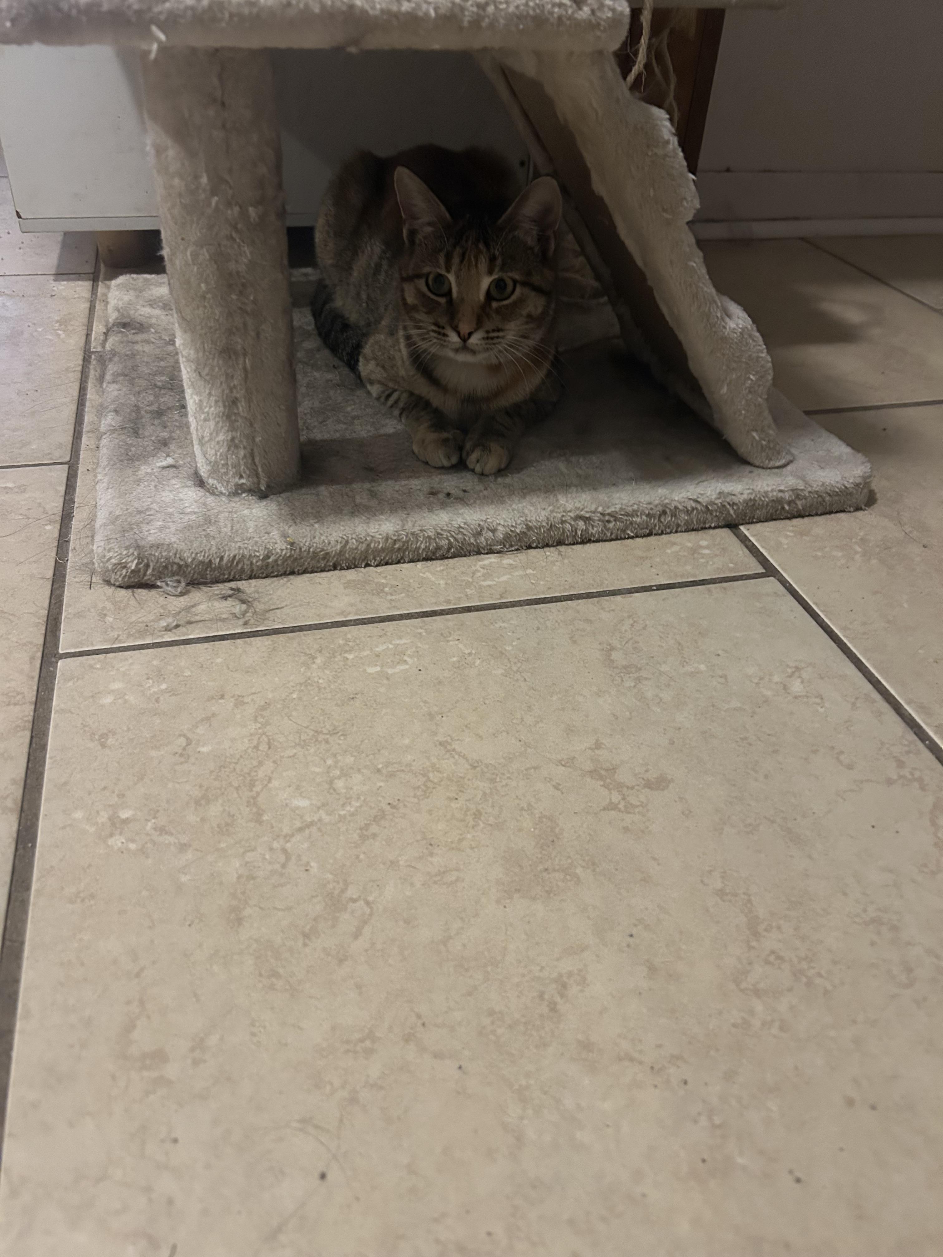 Alice, a Adopted Domestic Short Hair in Pottsboro, TX image 2/6