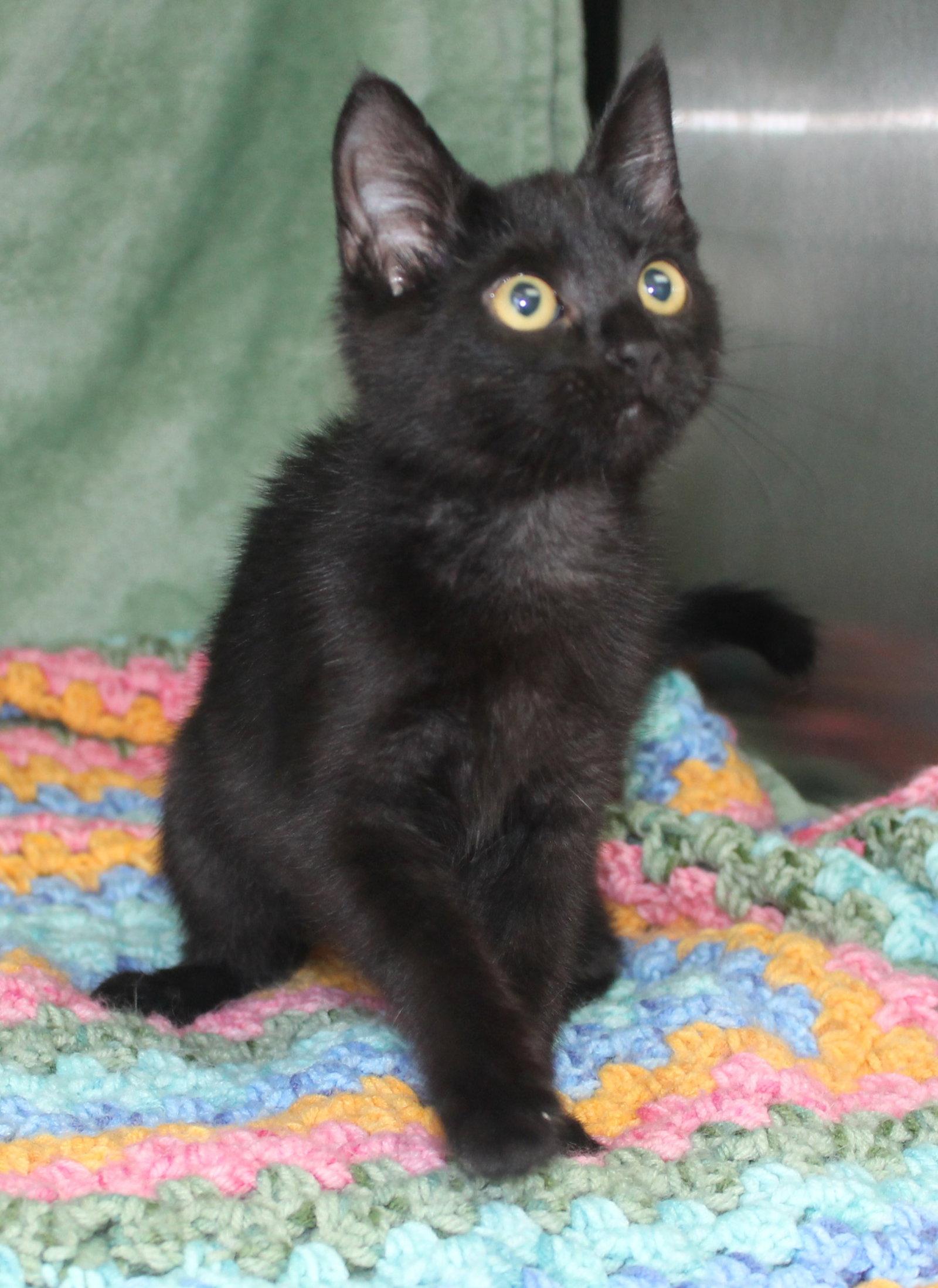 Pepper - 43910, Adoptable, Kitten Female Domestic Short Hair.