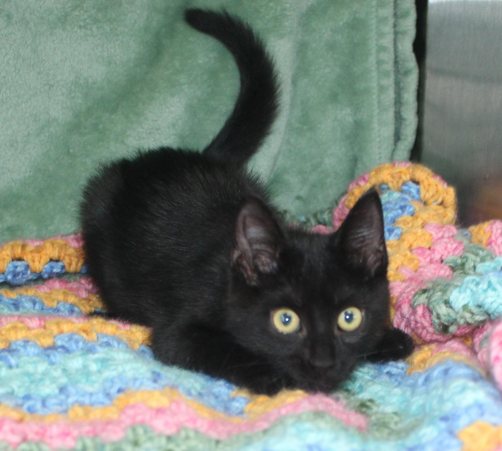 Enlarge Pepper - 43910, a Adoptable Domestic Short Hair in Prattville, AL image 2/3