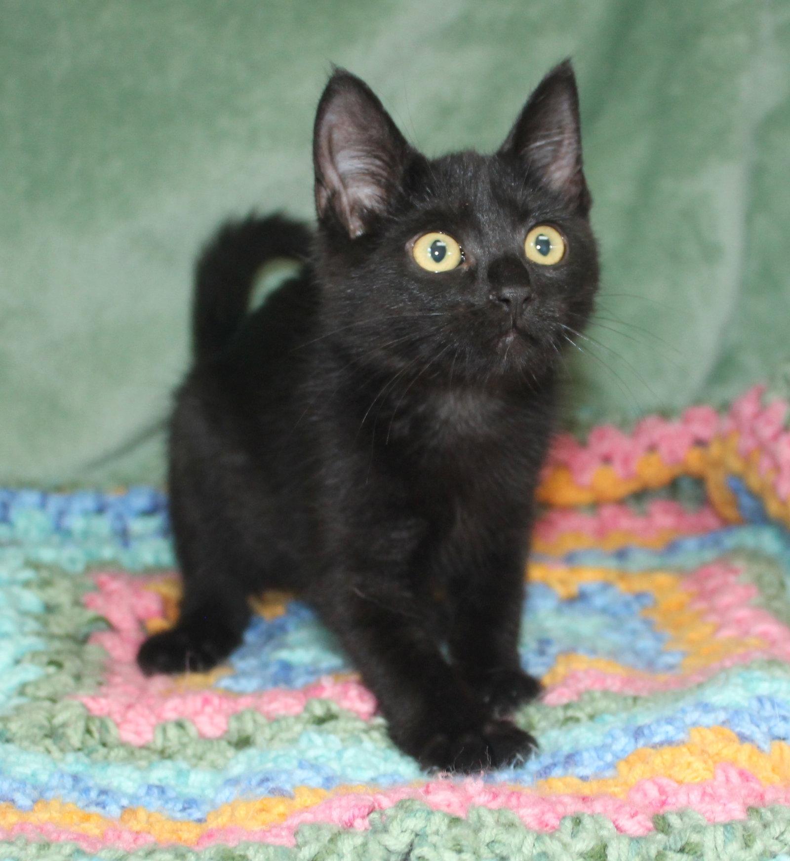 Enlarge Pepper - 43910, a Adoptable Domestic Short Hair in Prattville, AL image 3/3