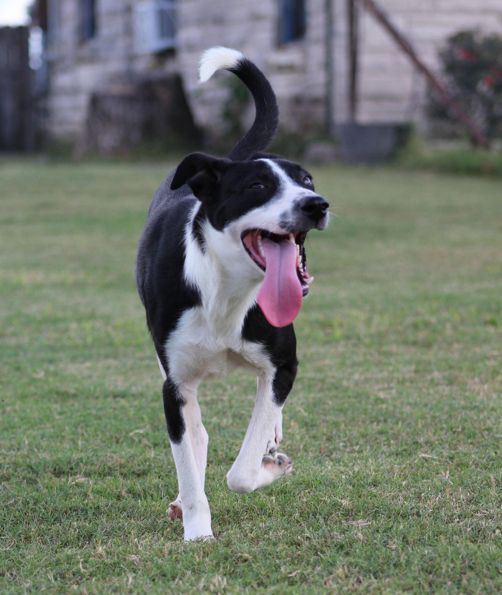 Enlarge Captain, a Adoptable mixed breed in Temple, TX image 2/5