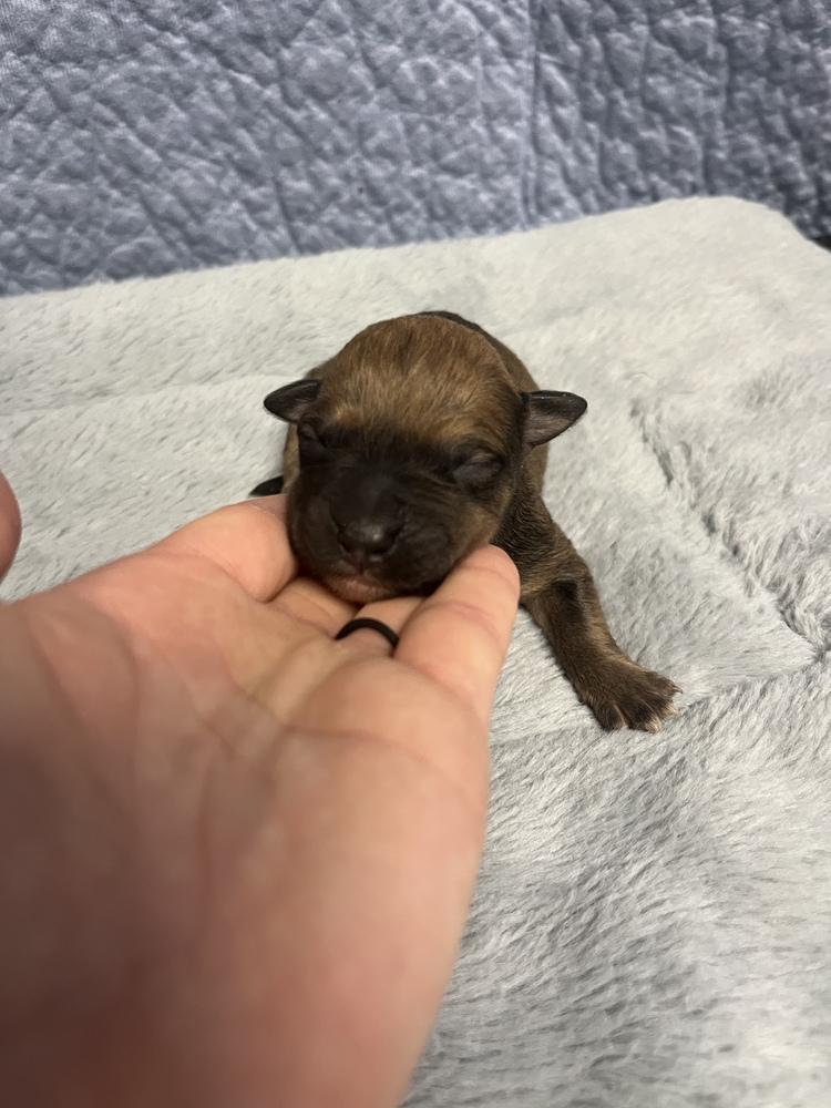 BookTok Fantasy Litter - Auren - Located in NC