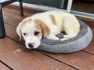Duchess, a ADOPTABLE mixed breed in Bancroft, ON image 4/4