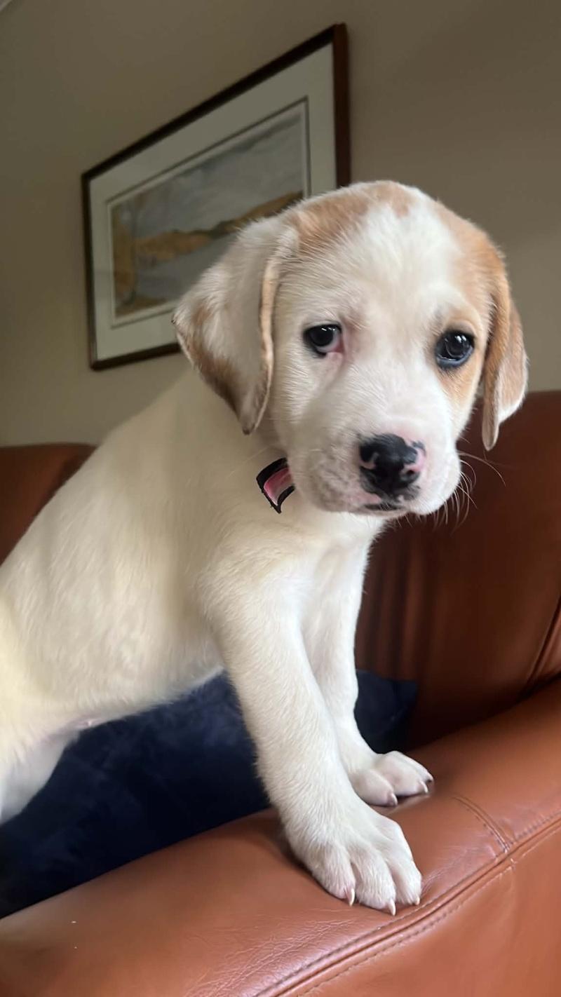 Duchess, ADOPTABLE, Young Female Great Pyrenees & Bulldog.