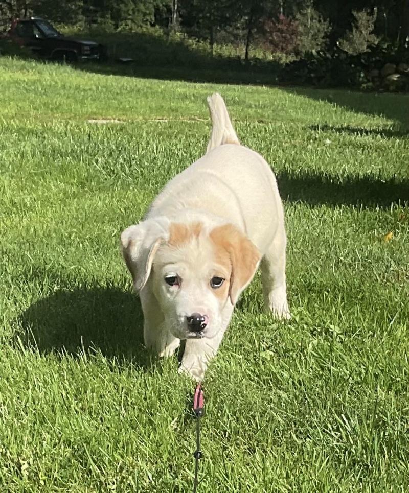 Duchess, a ADOPTABLE mixed breed in Bancroft, ON image 2/4