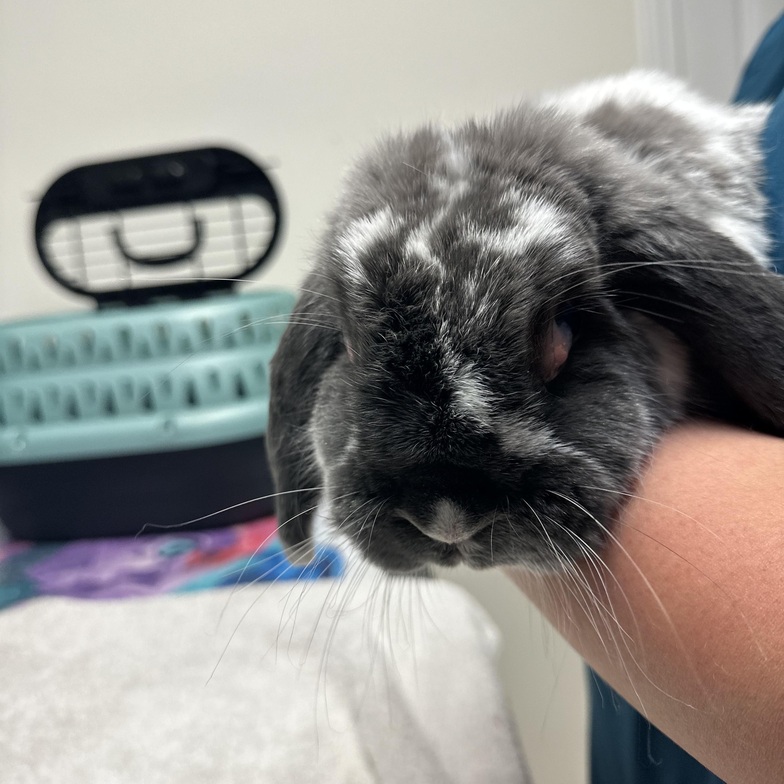 Mr. bunny, Adoptable, Adult Male Lop Eared.