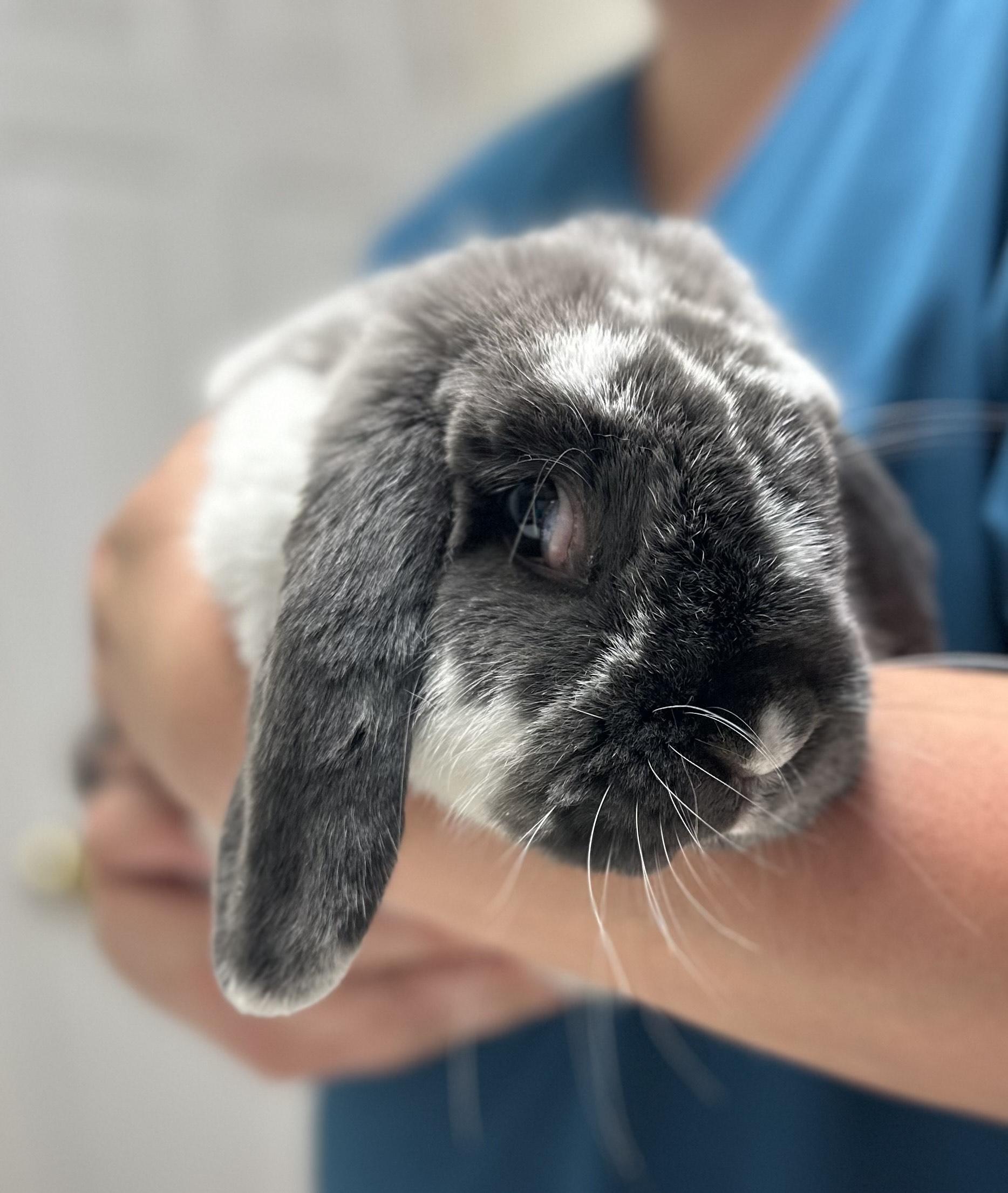 Mr. bunny, a Adoptable Lop Eared in Seneca, SC image 3/3