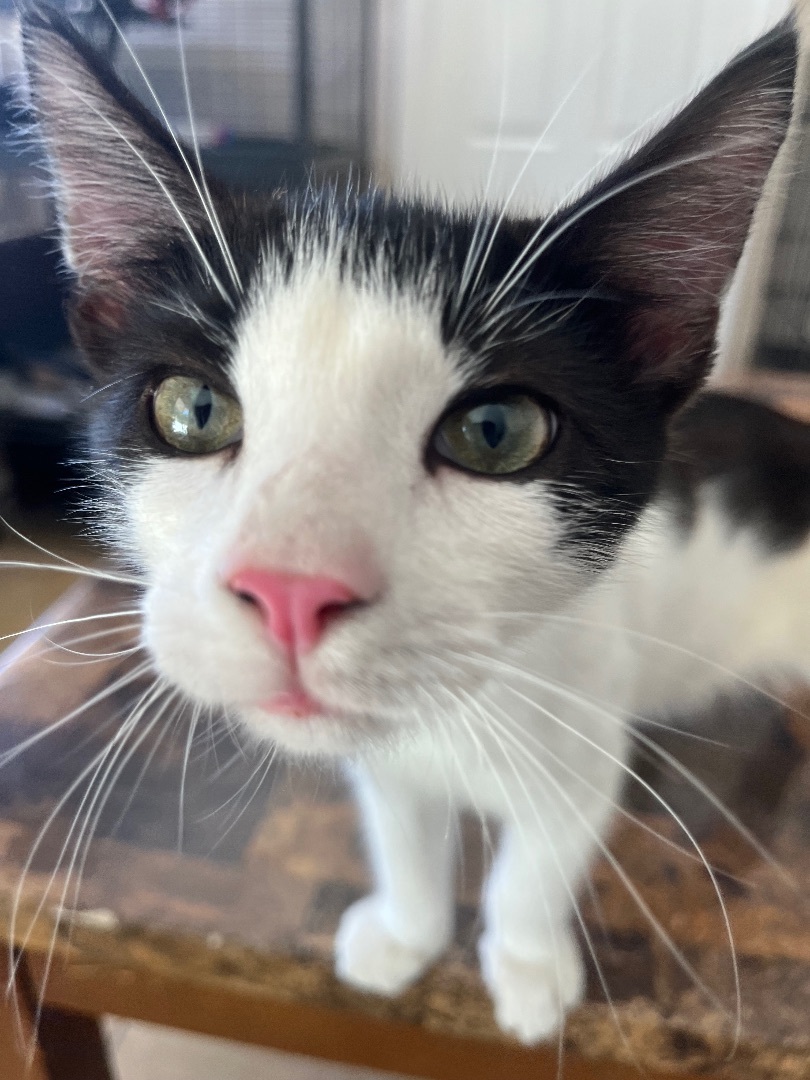 Paul, an adoptable Domestic Short Hair in Ormond Beach, FL, 32174 | Photo Image 1