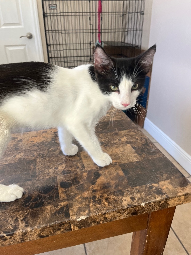 Paul, an adoptable Domestic Short Hair in Ormond Beach, FL, 32174 | Photo Image 2