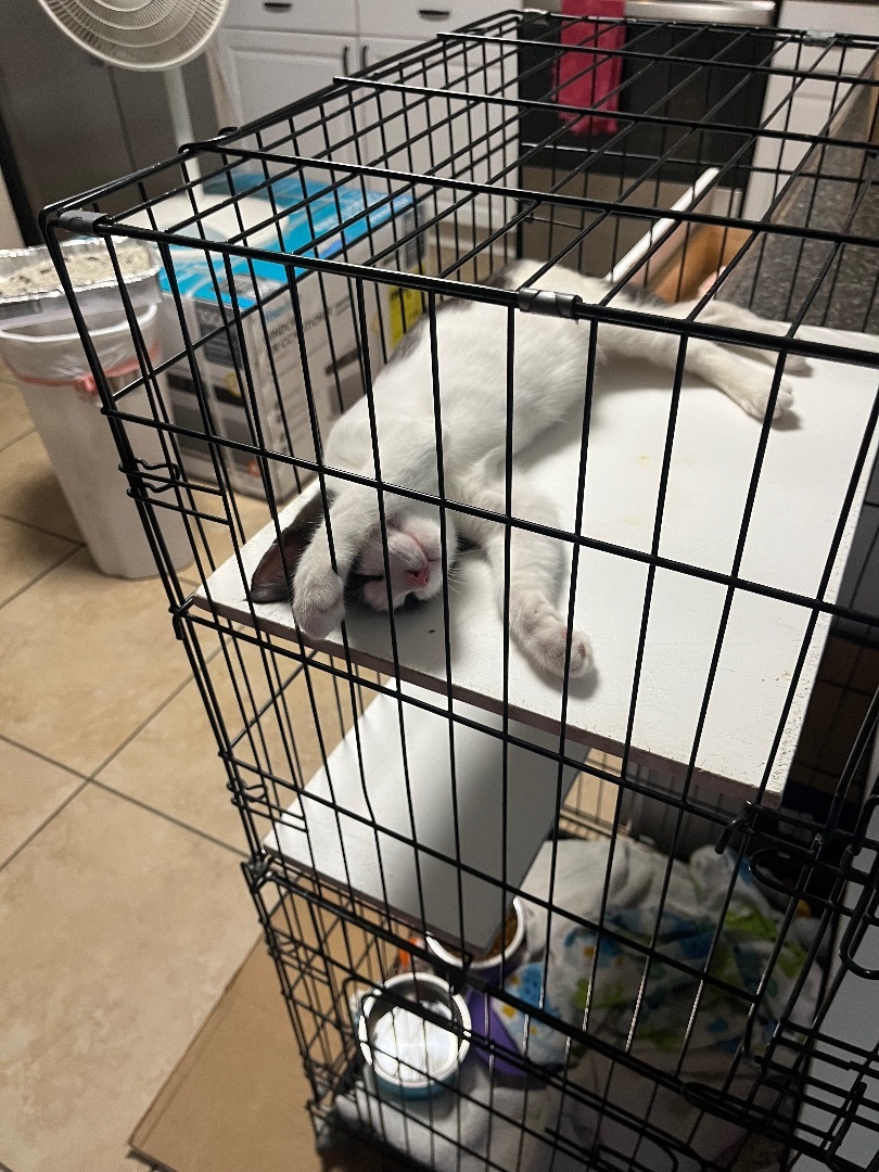 Paul, an adoptable Domestic Short Hair in Ormond Beach, FL, 32174 | Photo Image 4