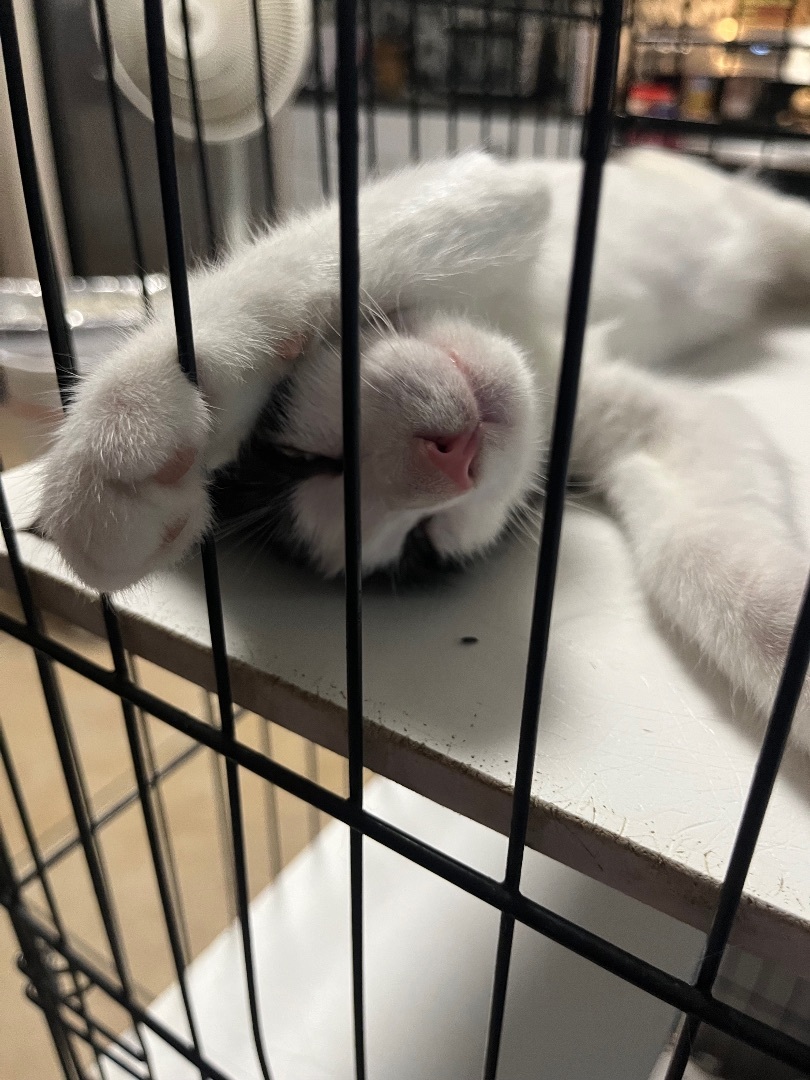 Paul, an adoptable Domestic Short Hair in Ormond Beach, FL, 32174 | Photo Image 3