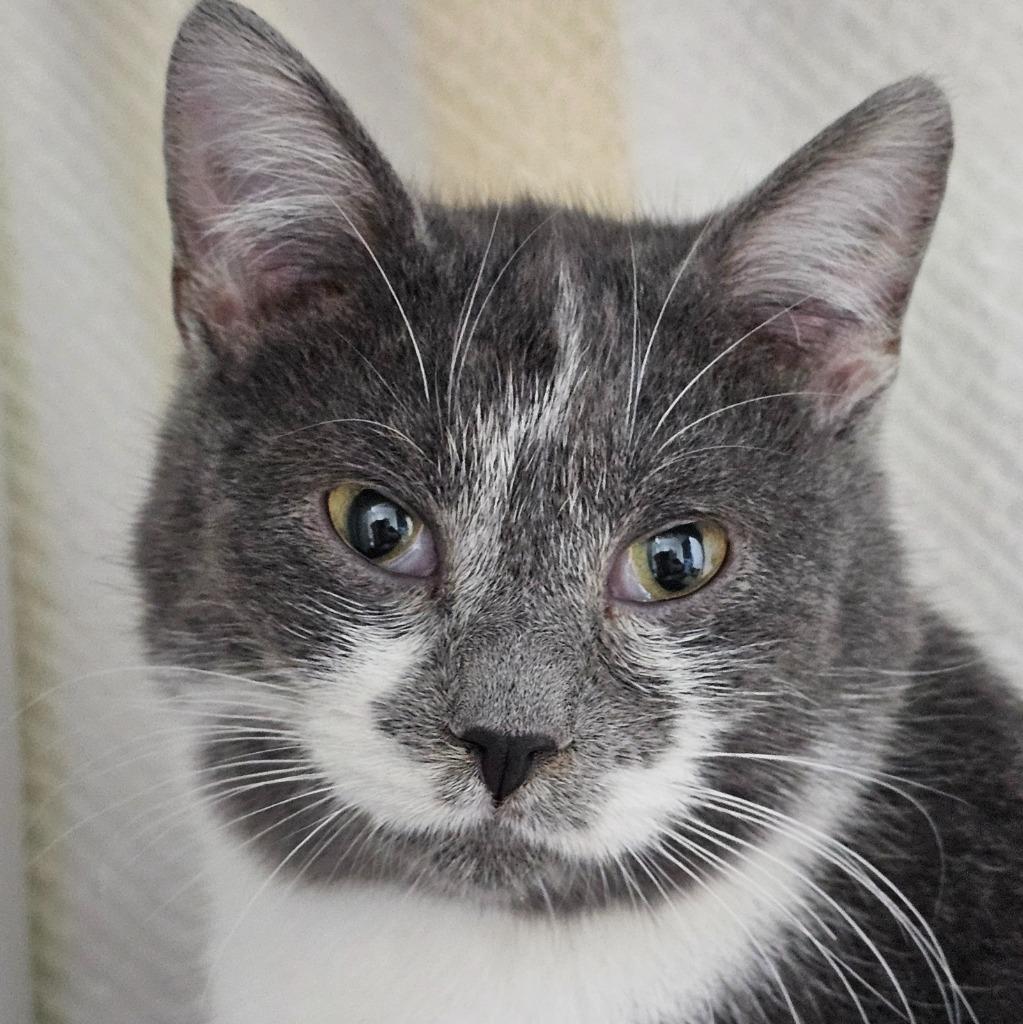Berry, Adoptable, Young Male Domestic Long Hair.