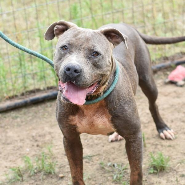 Icey, Adoptable, Young Male Pit Bull Terrier & Boxer.