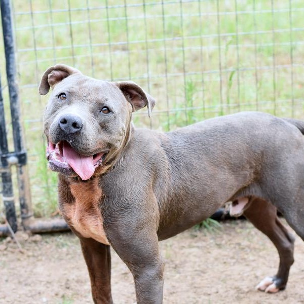 Icey, a Adoptable mixed breed in Willis, TX image 2/6