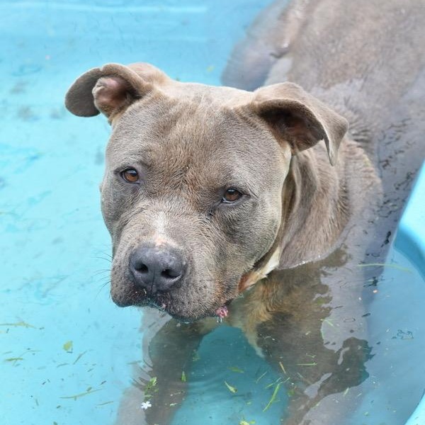 Icey, a Adoptable mixed breed in Willis, TX image 3/6