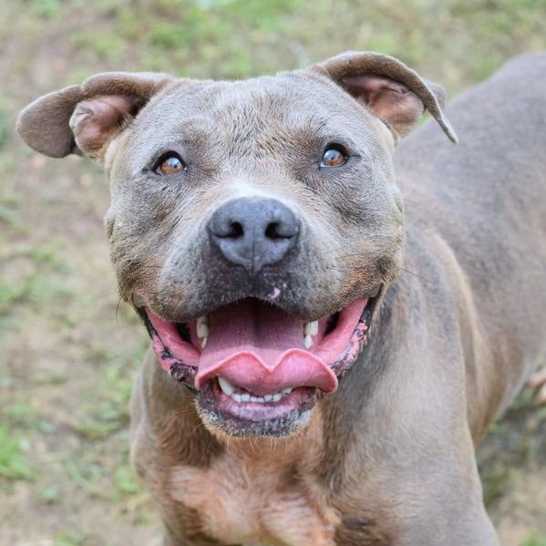 Icey, a Adoptable mixed breed in Willis, TX image 6/6